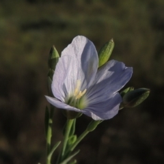 Linum marginale (Native Flax) at Greenway, ACT - 16 Mar 2016 by michaelb