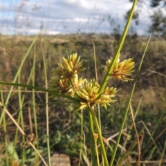 Cyperus eragrostis (Umbrella Sedge) at Greenway, ACT - 16 Mar 2016 by michaelb