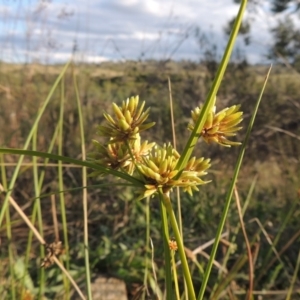 Cyperus eragrostis at Greenway, ACT - 16 Mar 2016 06:30 PM