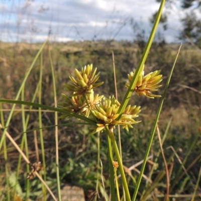 Cyperus eragrostis (Umbrella Sedge) at Greenway, ACT - 16 Mar 2016 by michaelb