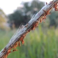 Imperata cylindrica (Blady Grass) at Greenway, ACT - 16 Mar 2016 by MichaelBedingfield