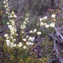 Acacia genistifolia (Early Wattle) at Stirling Park - 26 Jun 2016 by Ratcliffe