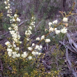 Acacia genistifolia at Yarralumla, ACT - 26 Jun 2016