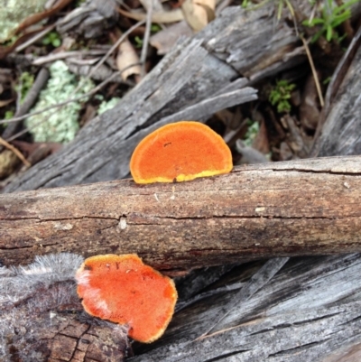 Trametes coccinea (Scarlet Bracket) at Stirling Park - 26 Jun 2016 by Ratcliffe