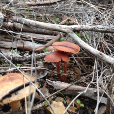 Laccaria sp. (Laccaria) at Stirling Park - 26 Jun 2016 by Ratcliffe