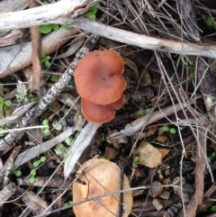 Laccaria sp. at Yarralumla, ACT - 26 Jun 2016