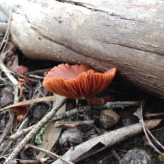 Laccaria sp. at Yarralumla, ACT - 26 Jun 2016