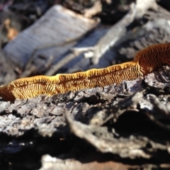 Gloeophyllum at Yarralumla, ACT - 26 Jun 2016