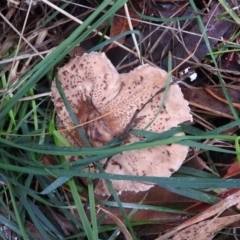 Chlorophyllum/Macrolepiota sp. (genus) at Lake Ginninderra - 24 Jun 2016 by RyuCallaway