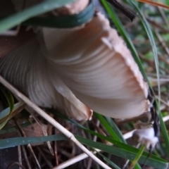 Chlorophyllum/Macrolepiota sp. (genus) at Belconnen, ACT - 24 Jun 2016