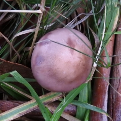 Lepista nuda (Wood Blewit) at Lake Ginninderra - 24 Jun 2016 by ArcherCallaway