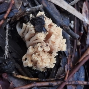 Ramaria sp. at Belconnen, ACT - 24 Jun 2016