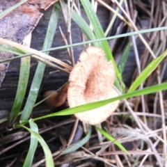 Lentinus fasciatus (Hairy Trumpet) at Belconnen, ACT - 24 Jun 2016 by ArcherCallaway