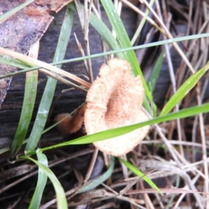 Lentinus fasciatus at Belconnen, ACT - 24 Jun 2016