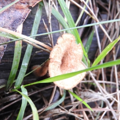 Lentinus fasciatus (Hairy Trumpet) at Lake Ginninderra - 24 Jun 2016 by ArcherCallaway