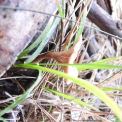 Lentinus fasciatus at Belconnen, ACT - 24 Jun 2016 03:25 PM