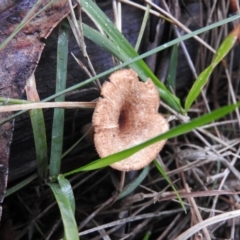 Lentinus fasciatus at Belconnen, ACT - 24 Jun 2016