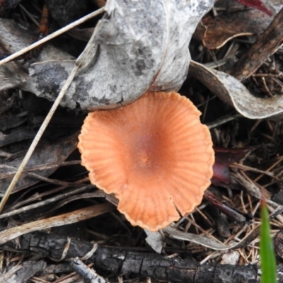 Laccaria sp. (Laccaria) at Belconnen, ACT - 24 Jun 2016 by ArcherCallaway