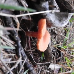 Laccaria sp. at Belconnen, ACT - 24 Jun 2016