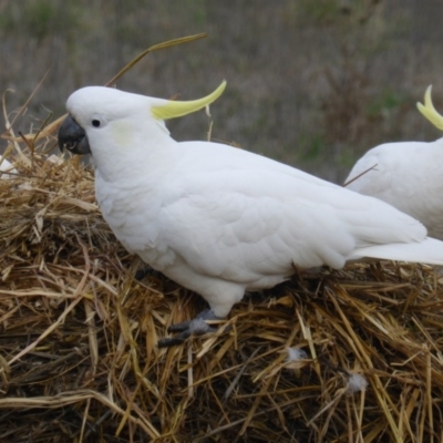 Cacatua galerita (Sulphur-crested Cockatoo) at Symonston, ACT - 26 Jun 2016 by Mike