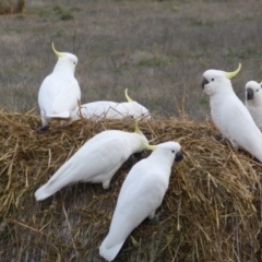 Cacatua galerita at Symonston, ACT - 26 Jun 2016 04:31 PM