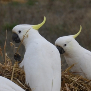 Cacatua galerita at Symonston, ACT - 26 Jun 2016 04:31 PM