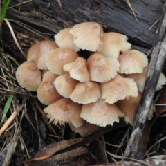 Mycena sp. (Mycena) at Lake Ginninderra - 24 Jun 2016 by RyuCallaway