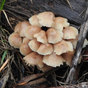 Mycena sp. at Belconnen, ACT - 24 Jun 2016