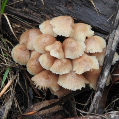 Mycena sp. (Mycena) at Lake Ginninderra - 24 Jun 2016 by RyuCallaway