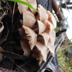 Mycena sp. at Belconnen, ACT - 24 Jun 2016