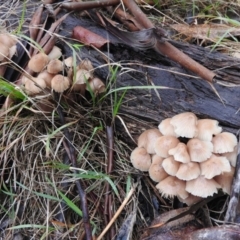 Mycena sp. at Belconnen, ACT - 24 Jun 2016