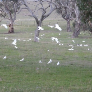 Cacatua galerita at Symonston, ACT - 26 Jun 2016