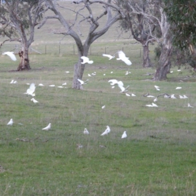 Cacatua galerita (Sulphur-crested Cockatoo) at Symonston, ACT - 26 Jun 2016 by Mike