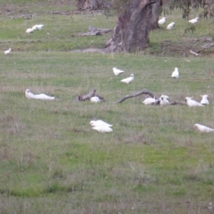 Cacatua sanguinea at Symonston, ACT - 26 Jun 2016 05:29 PM