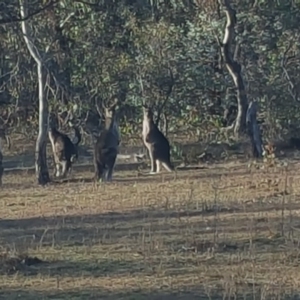 Macropus giganteus at O'Malley, ACT - 20 May 2016 03:42 PM