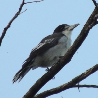 Cracticus torquatus (Grey Butcherbird) at Greenway, ACT - 16 Mar 2016 by MichaelBedingfield