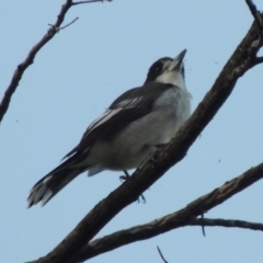 Cracticus torquatus at Greenway, ACT - 16 Mar 2016