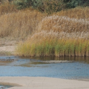 Phragmites australis at Paddys River, ACT - 21 May 2016 06:33 PM