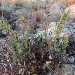 Cheilanthes distans (Bristly Cloak Fern) at Conder, ACT - 22 May 2016 by michaelb