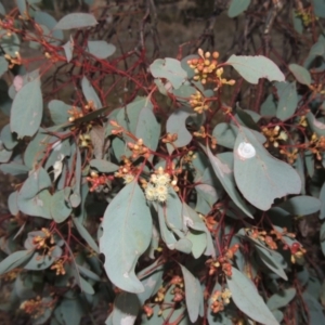 Eucalyptus polyanthemos at Tuggeranong Hill - 22 May 2016