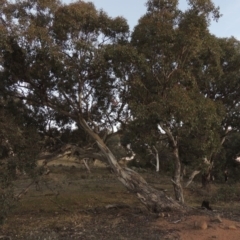 Eucalyptus polyanthemos at Tuggeranong Hill - 22 May 2016 06:40 PM