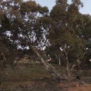 Eucalyptus polyanthemos at Calwell, ACT - 22 May 2016