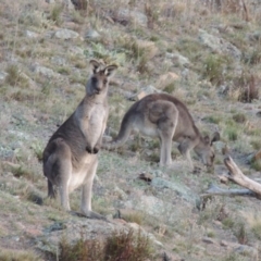 Macropus giganteus (Eastern Grey Kangaroo) at Tuggeranong Hill - 22 May 2016 by michaelb