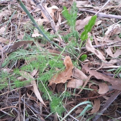 Foeniculum vulgare (Fennel) at Callum Brae - 27 Jun 2016 by Mike