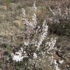 Leucopogon attenuatus (Small-leaved Beard Heath) at Wanniassa Hill - 27 Jun 2016 by Mike