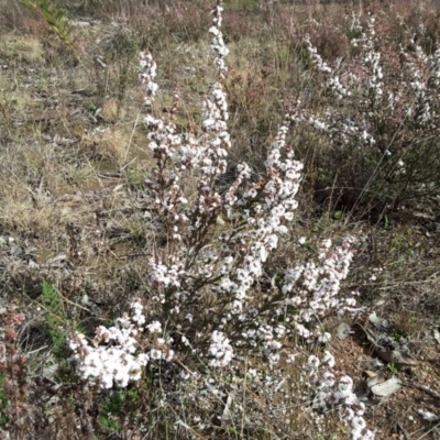 Styphelia attenuatus (Small-leaved Beard Heath) at Wanniassa Hill - 27 Jun 2016 by Mike