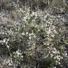 Cryptandra sp. Floriferous (W.R.Barker 4131) W.R.Barker at Wanniassa Hill - 27 Jun 2016 by Mike