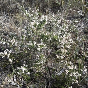 Cryptandra sp. Floriferous (W.R.Barker 4131) W.R.Barker at Wanniassa Hill - 27 Jun 2016