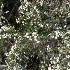 Cryptandra sp. Floriferous (W.R.Barker 4131) W.R.Barker at Wanniassa Hill - 27 Jun 2016 12:08 PM