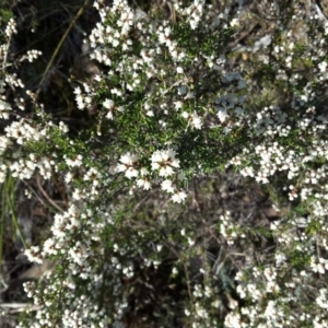 Cryptandra sp. Floriferous (W.R.Barker 4131) W.R.Barker at Wanniassa Hill - 27 Jun 2016 12:08 PM